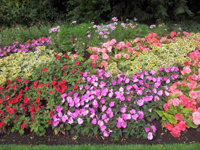 A vibrant flower bed with seasonal blooms in warm earth tones.