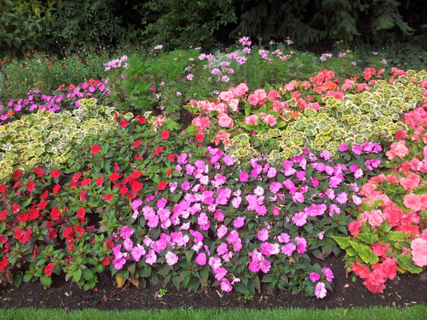 A vibrant flower bed bursting with colorful blooms beneath a shady tree.