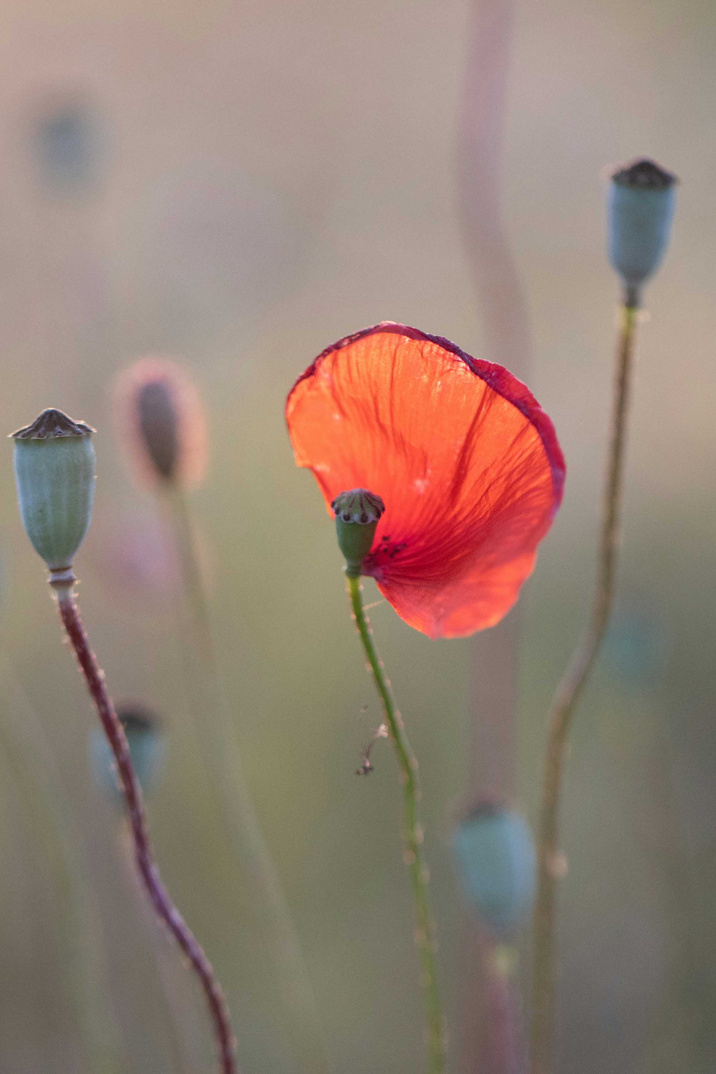 A close-up of a flower photo – Free Flower Image on Unsplash