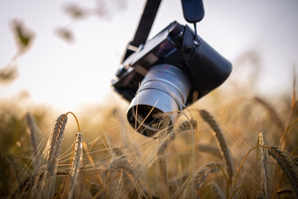 a close-up of a wheat field