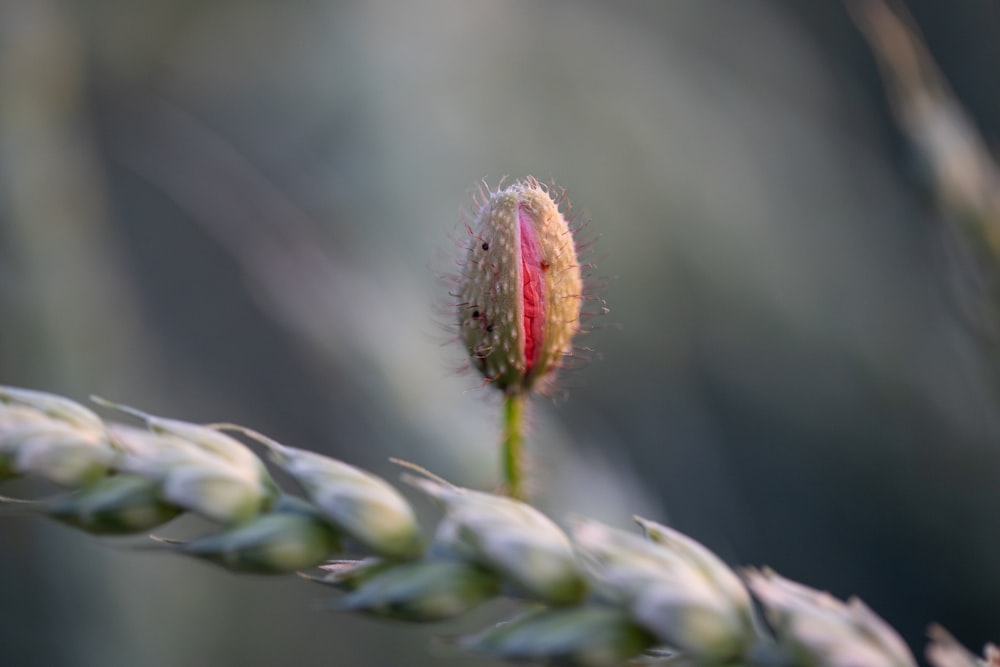 a close up of a flower