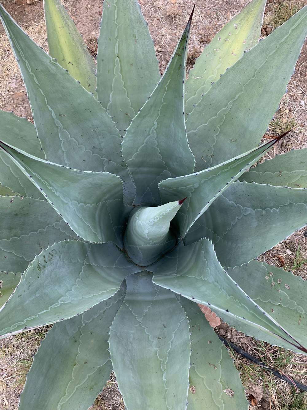 a large green leaf