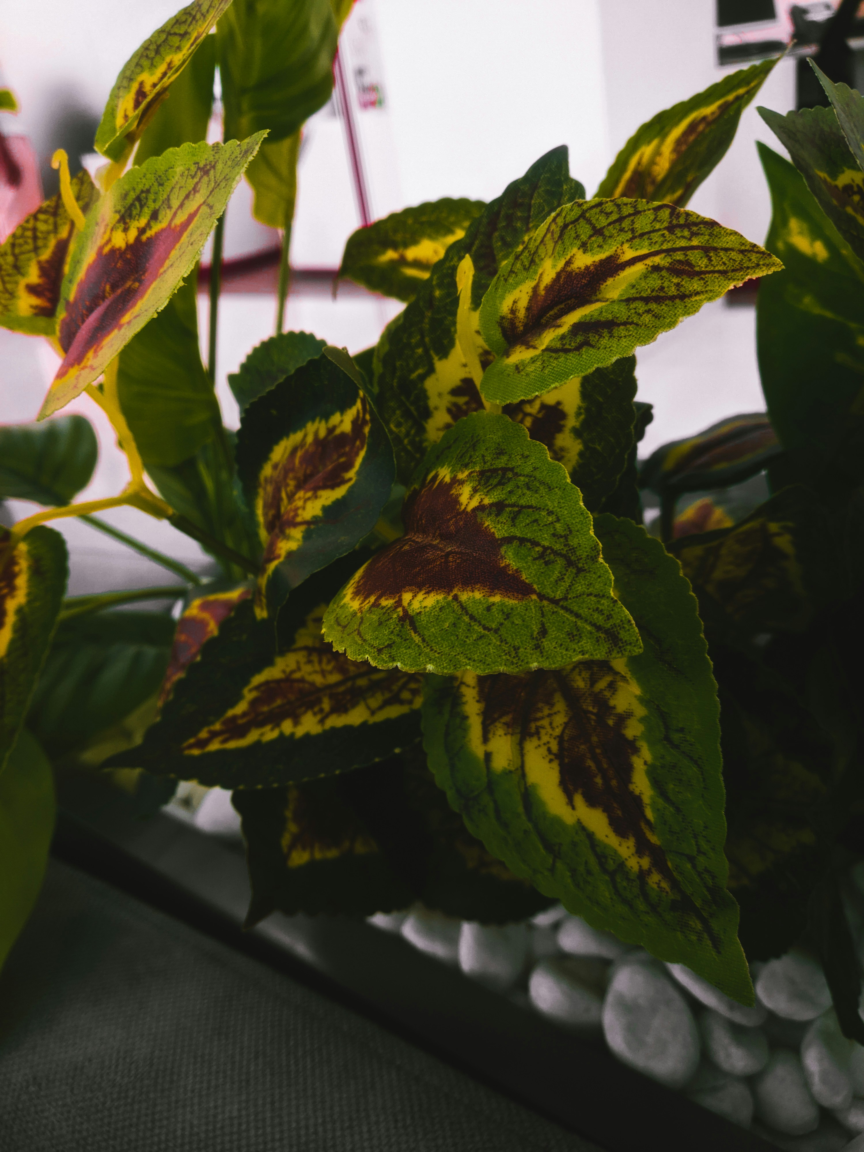 Photo by ashishmughal