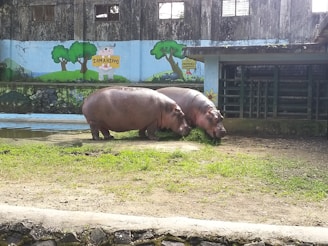Two hippos are grazing on grass in a zoo enclosure. The background features a painted mural with trees, a hippo character, and some text. The enclosure is surrounded by a concrete barrier and has a small pool of water.