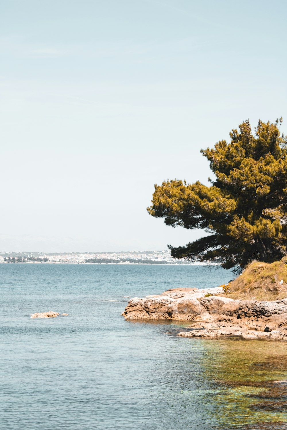 a tree on a rocky shore