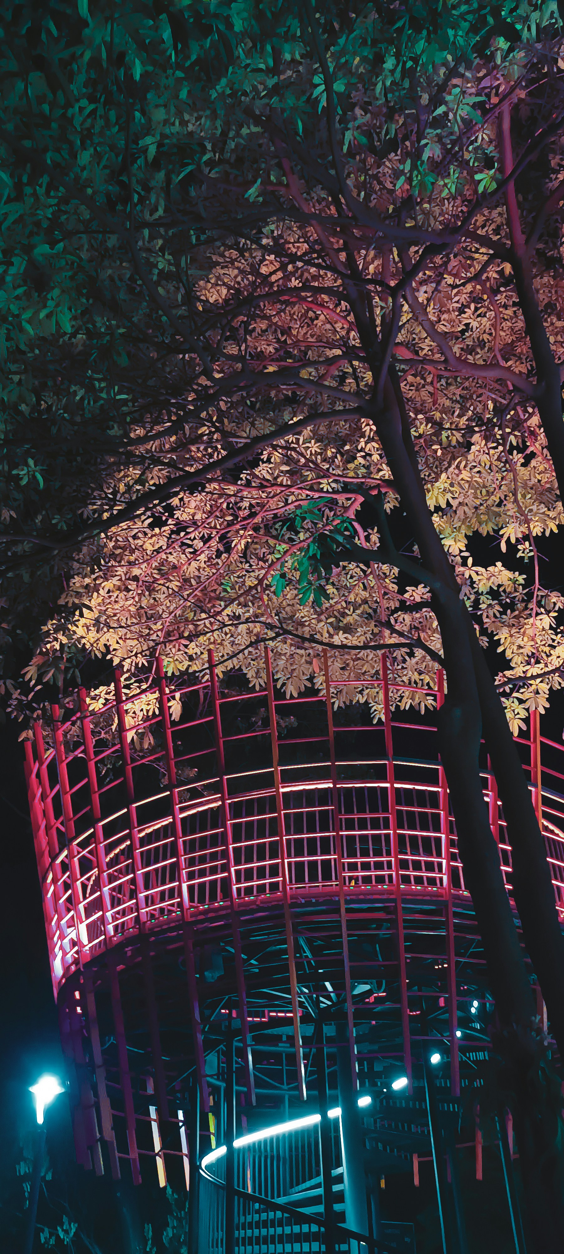 un arbre avec des lumières dessus