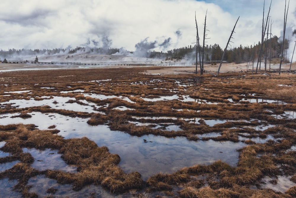 a frozen lake with trees and snow