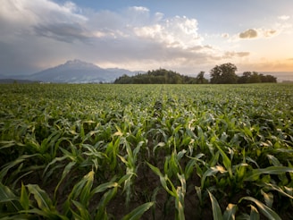 a field of green plants
