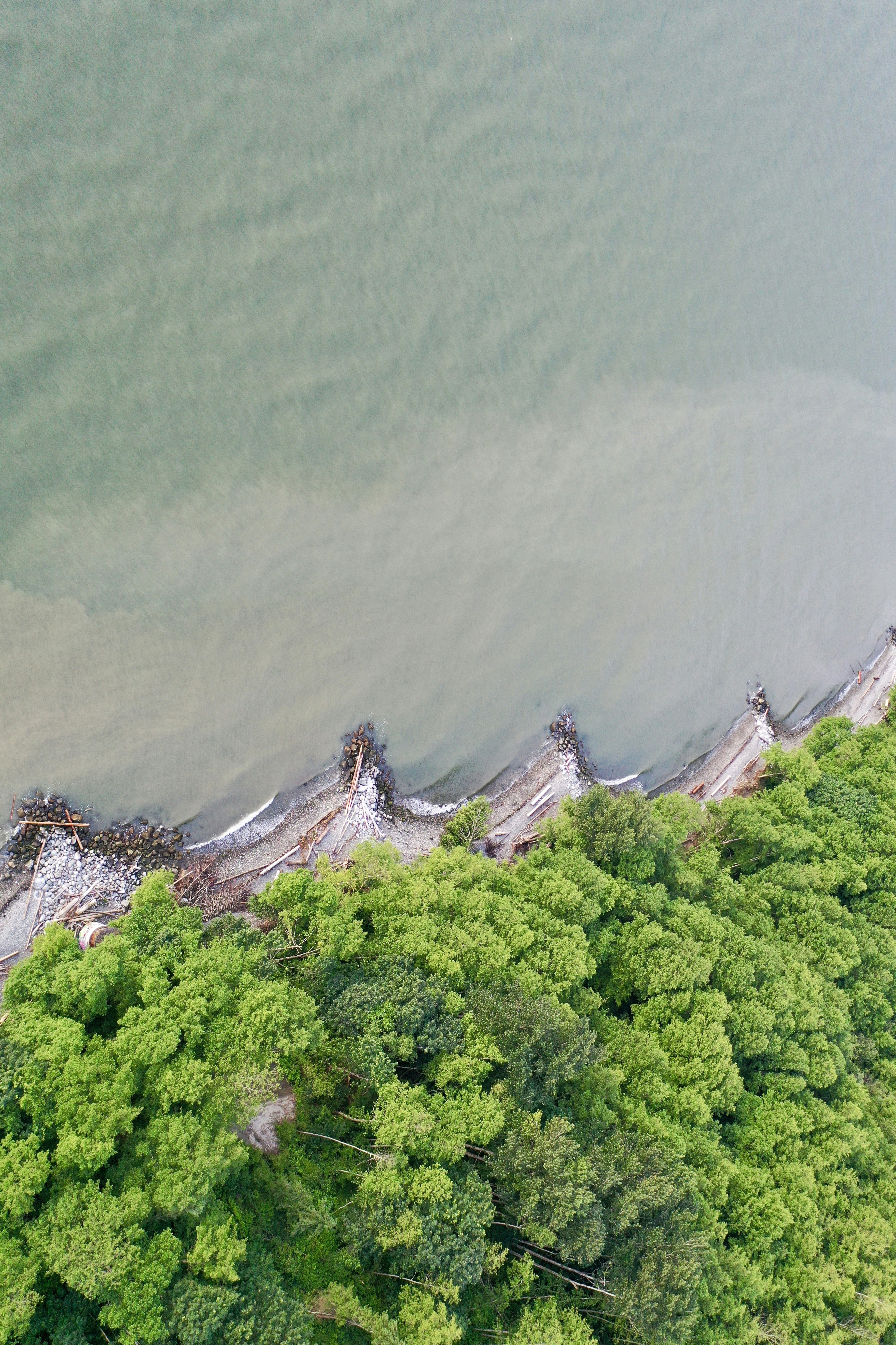 Un paisaje con árboles y un cuerpo de agua al fondo