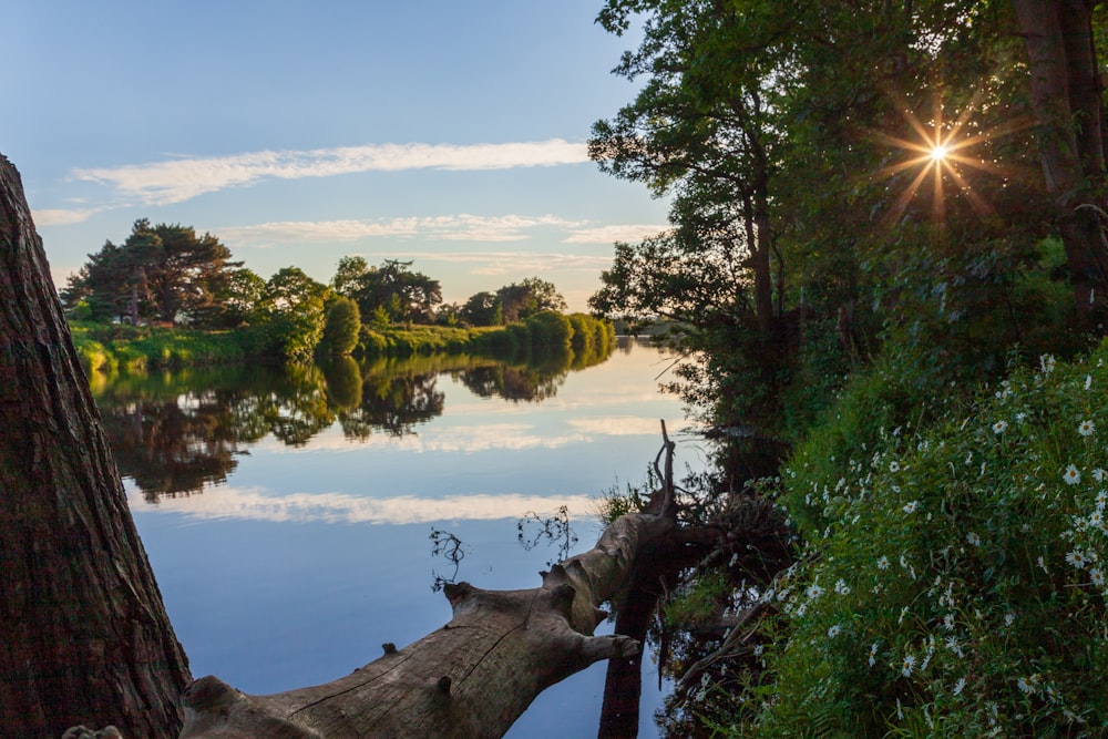 a body of water with trees around it