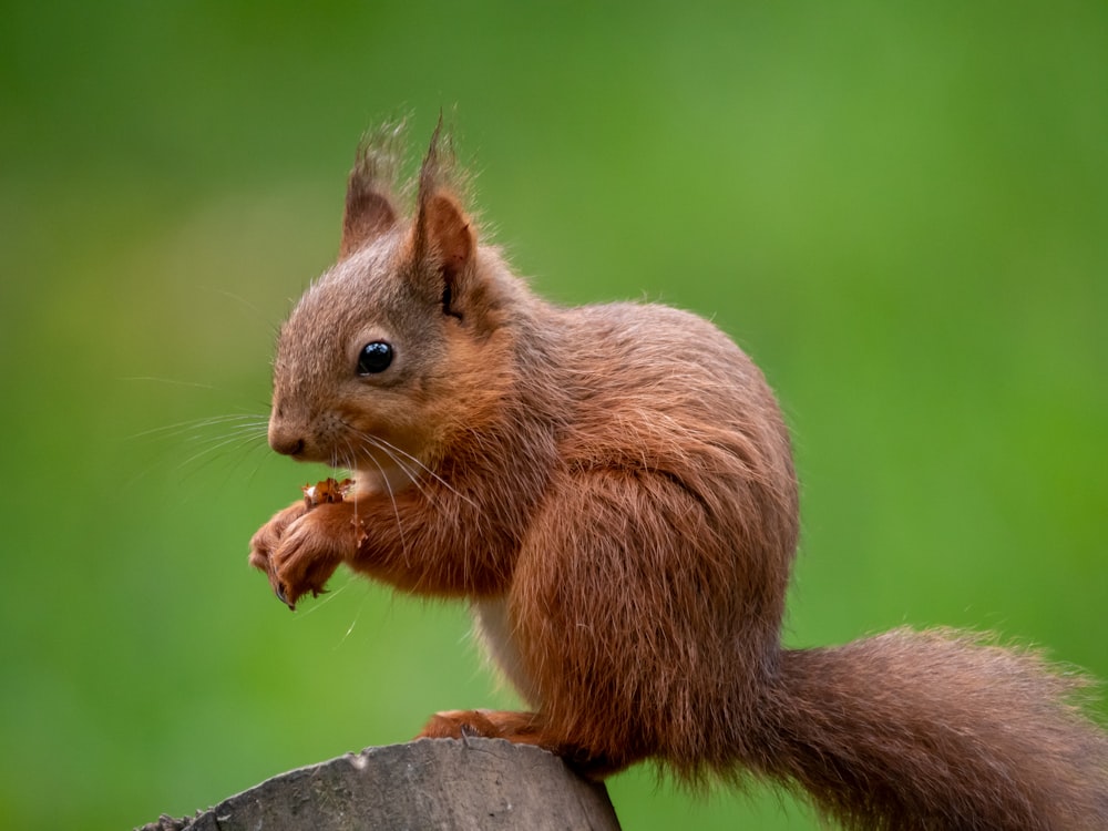 a squirrel eating something