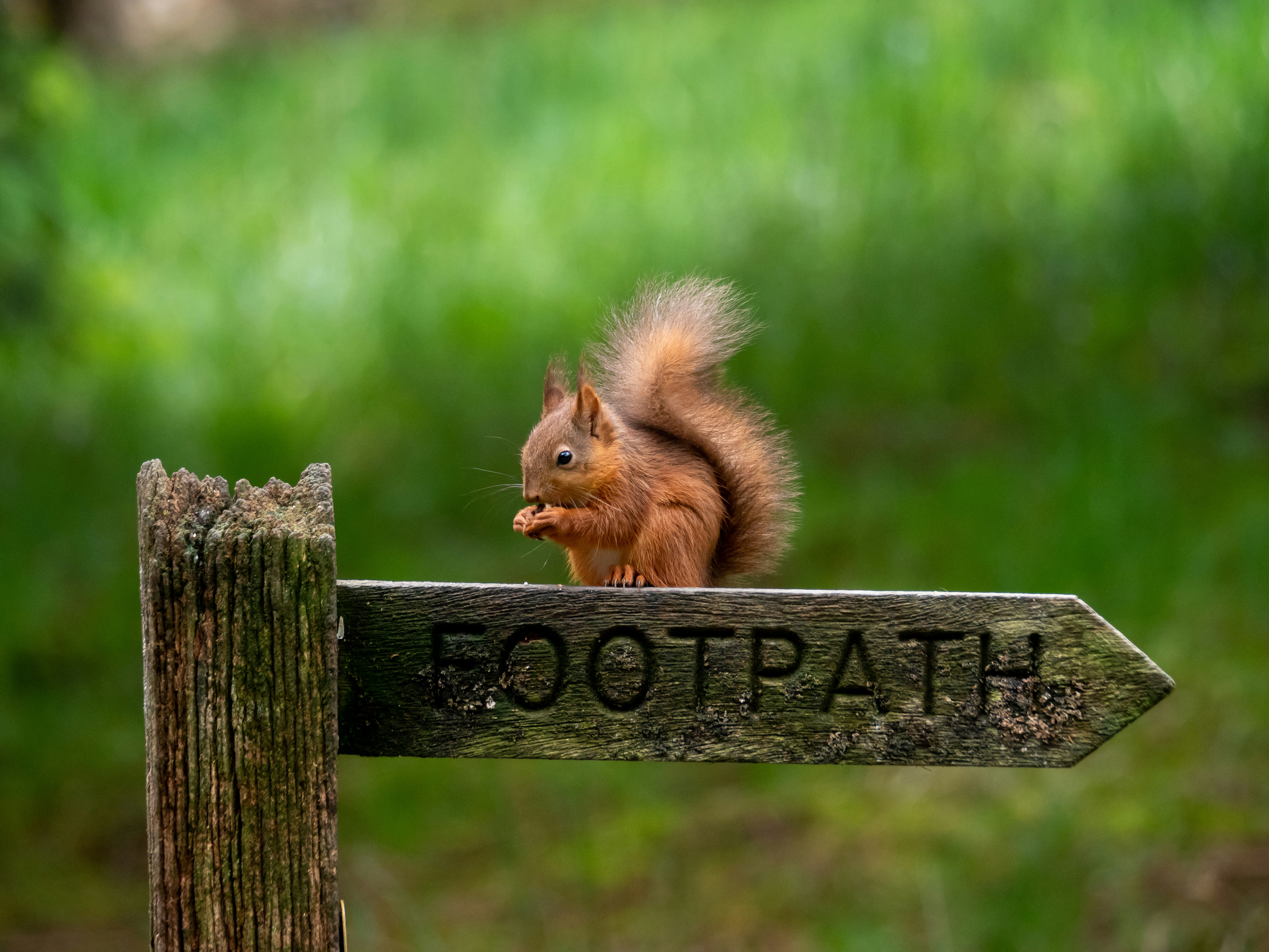 ein Eichhörnchen, das eine Nuss isst
