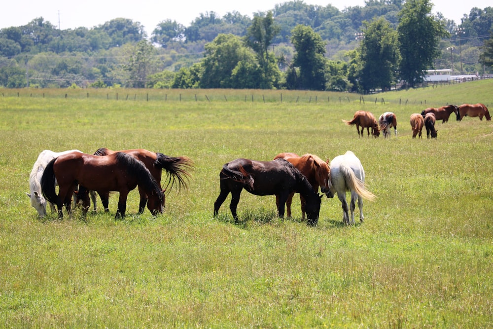 a group of horses grazing in a field