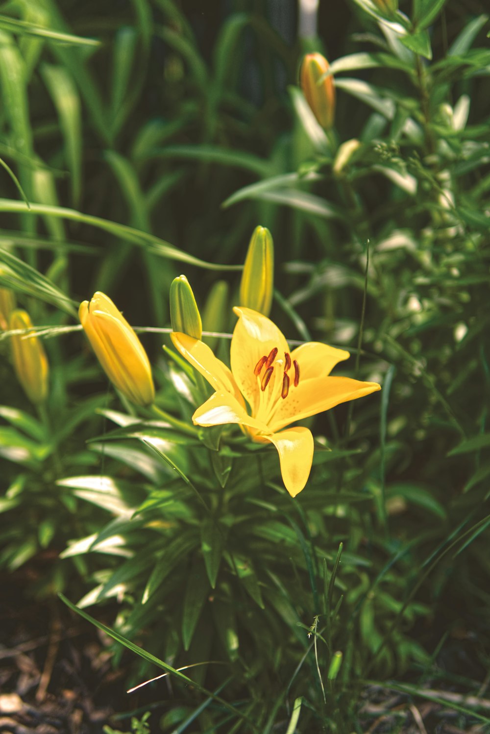 a group of yellow flowers