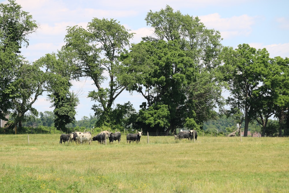 um rebanho de gado em um campo