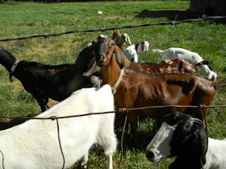 a group of goats in a fenced in pasture