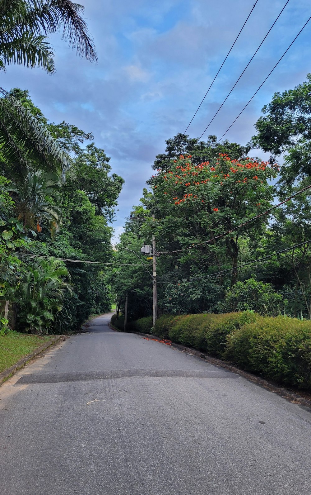 a road with trees on the side