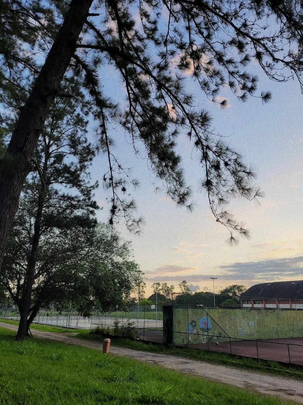 a tree with a fence and a field in the background