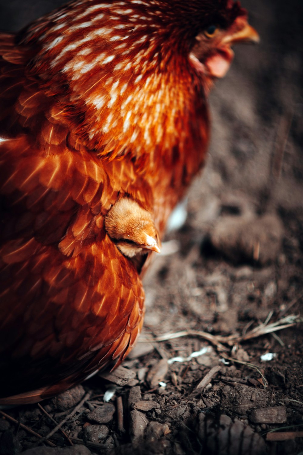 a close-up of some chickens