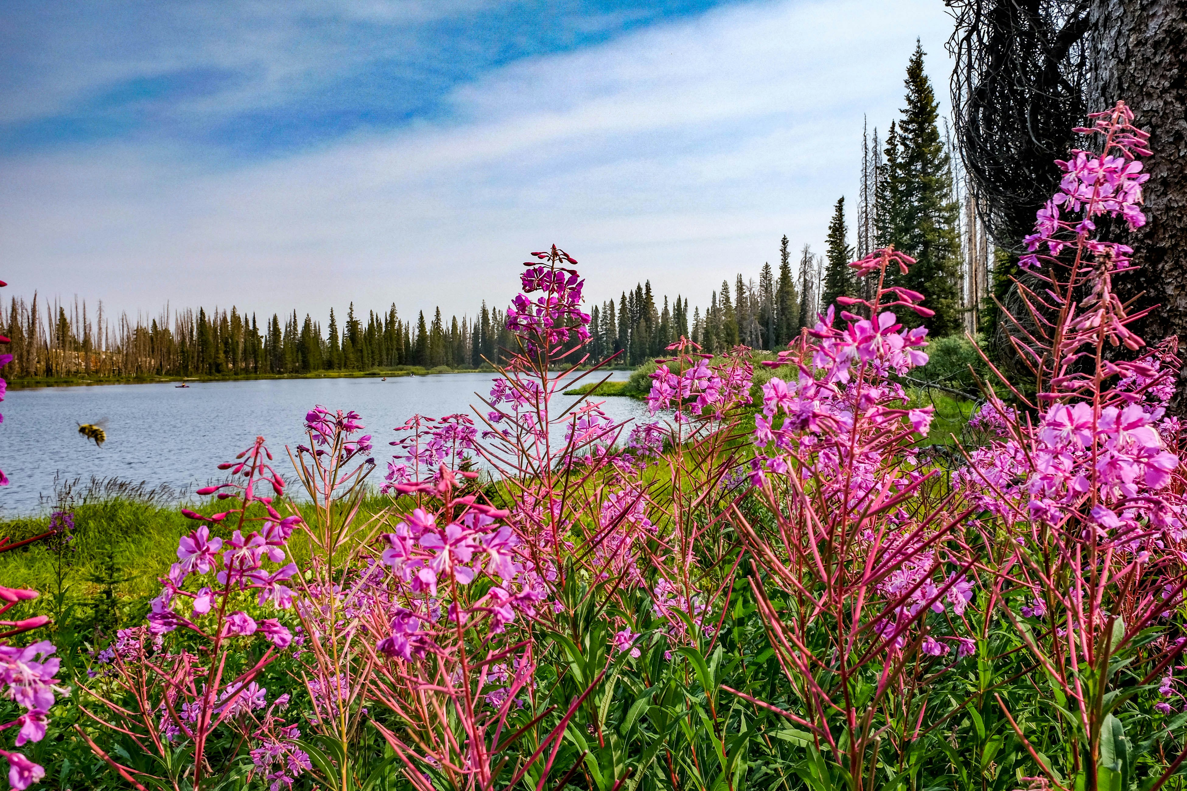 Idaho wilderness
