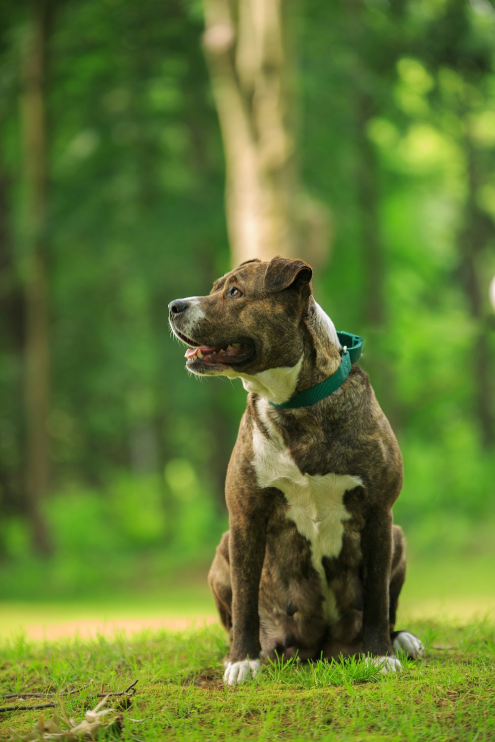 a dog sitting in the grass