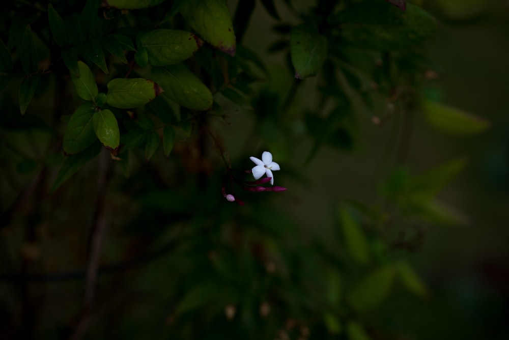 a small purple flower