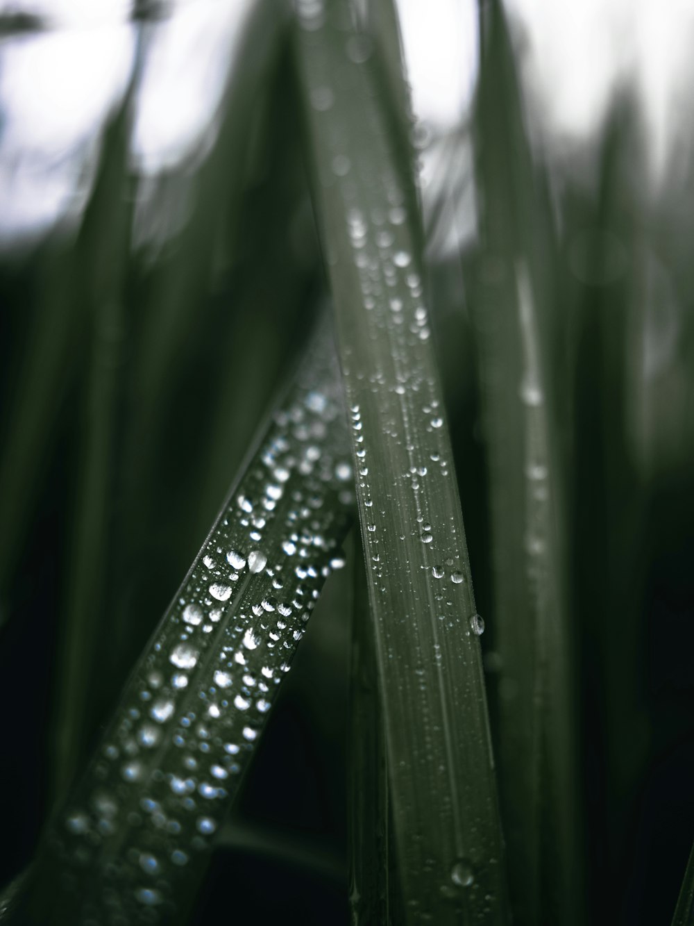 close up of a leaf