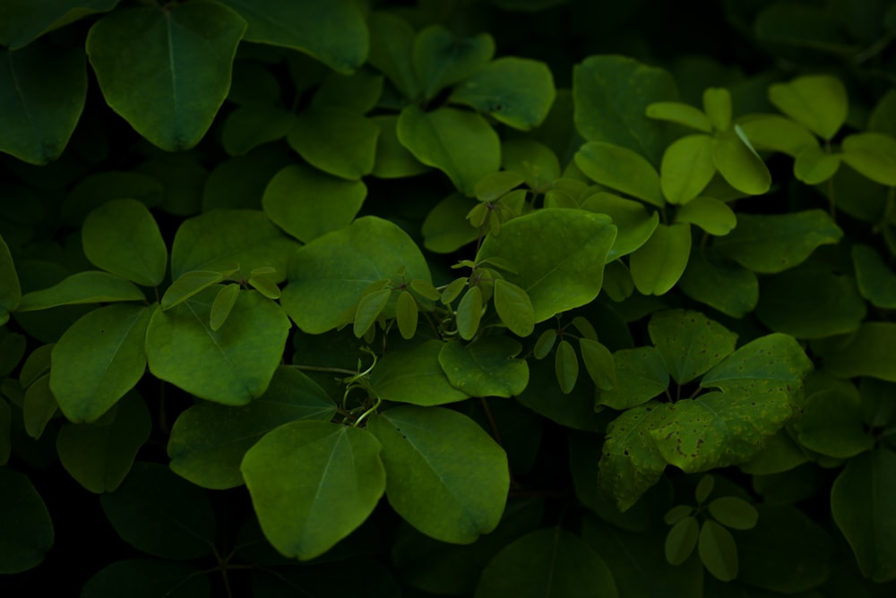 a group of clovers