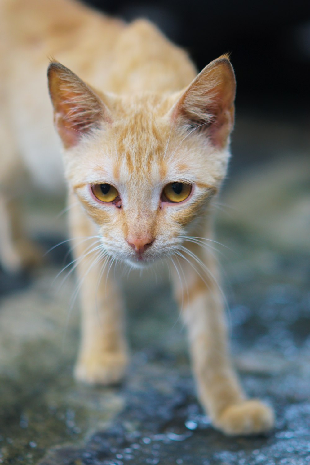 Un gatto che cammina su una strada bagnata