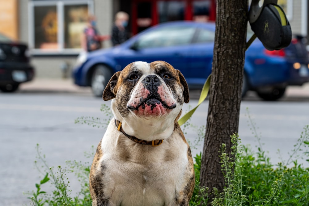 a dog sitting on grass