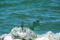 A small bird is perched on a rocky surface beside a body of water. Fresh green vegetation grows nearby, adding a touch of color to the rocky terrain. The water is calm and blue-green.