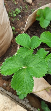 Large, fresh green leaves of a strawberry plant are visible, covered with dewdrops. The plant is growing in a pot filled with soil, and surrounding the pot is more soil with small plants or weeds emerging.