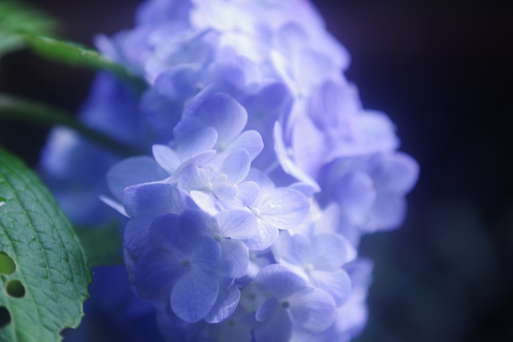 a close up of a flower