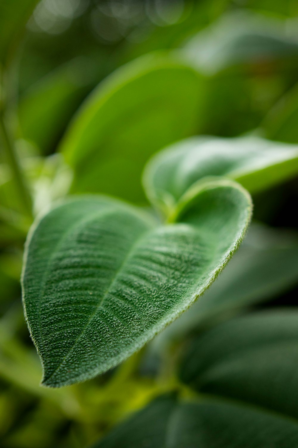 close up of a leaf