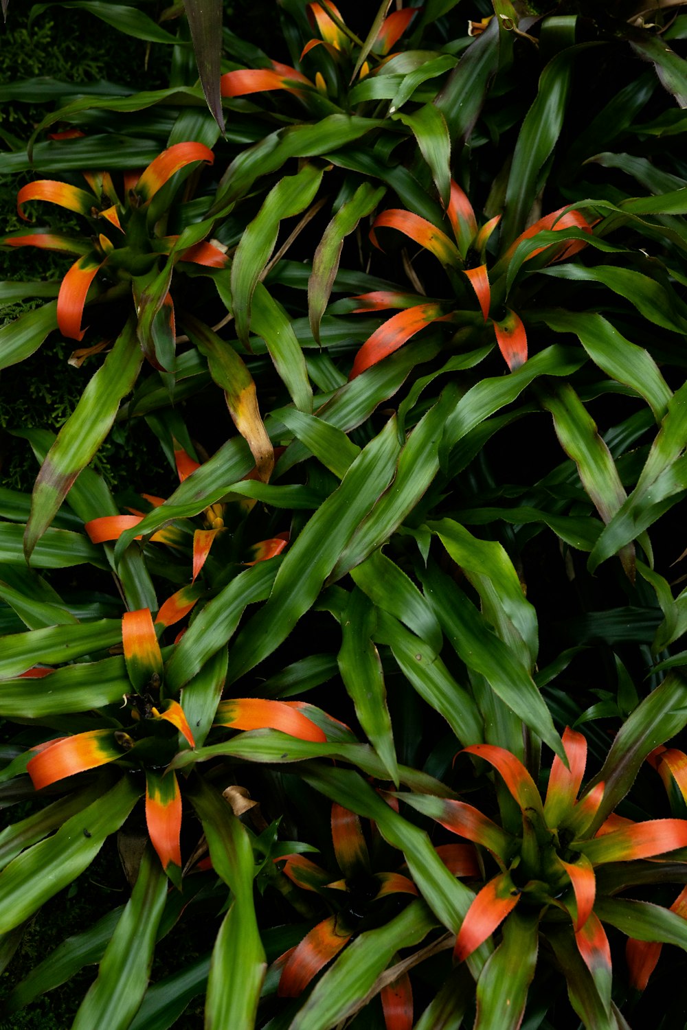 a close-up of some plants