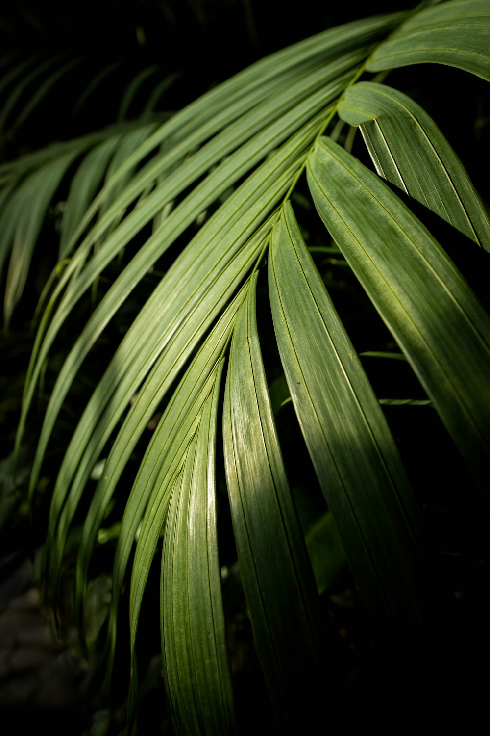 close up of a plant