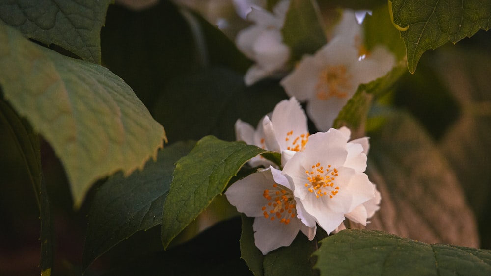 a close up of flowers