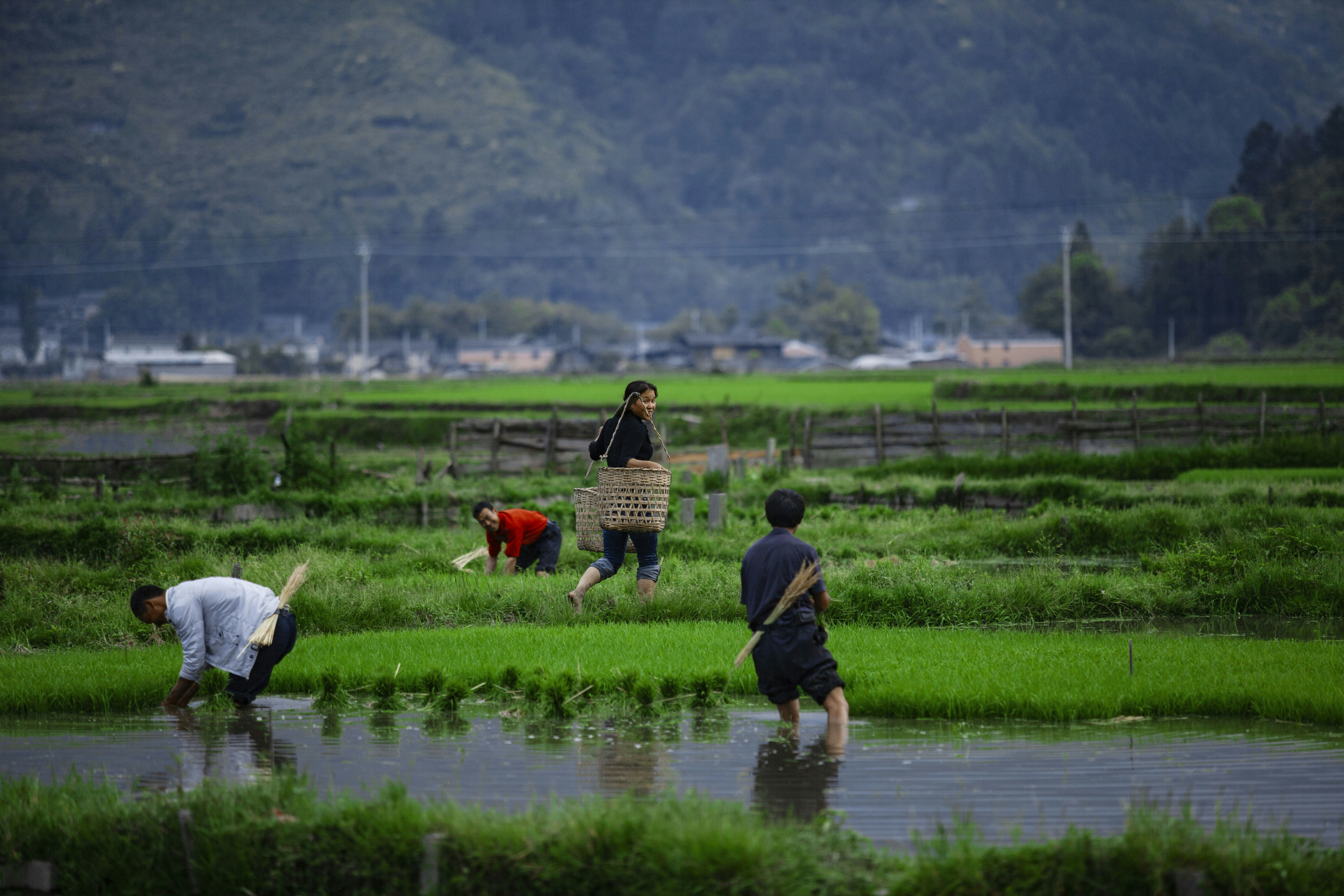 a group of people working in a rice field