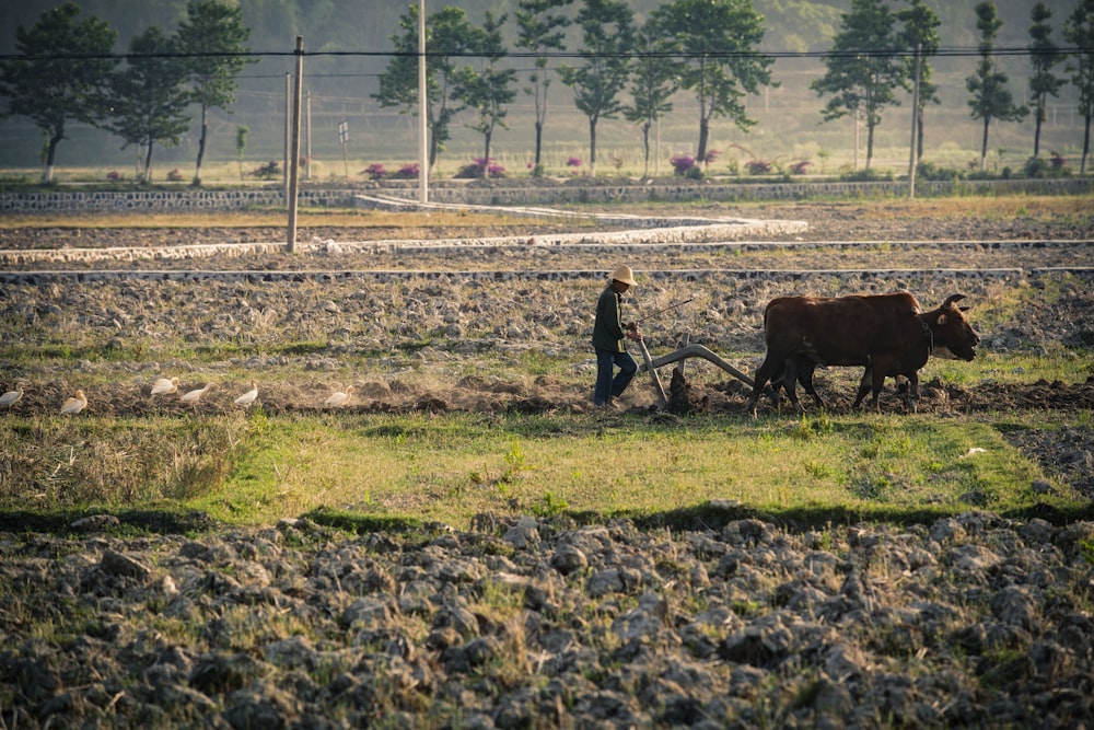 a person with a machine and cows