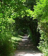 A serene jungle path lined with lush green plants and soft sunlight filtering through the leaves.