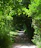 A serene vineyard path with sunlight filtering through the leaves, inviting a peaceful walk.
