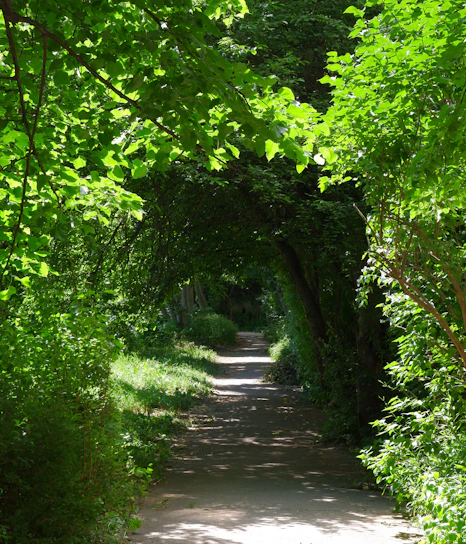 A serene stone pathway winding through lush tropical greenery with soft golden sunlight filtering through palm leaves.