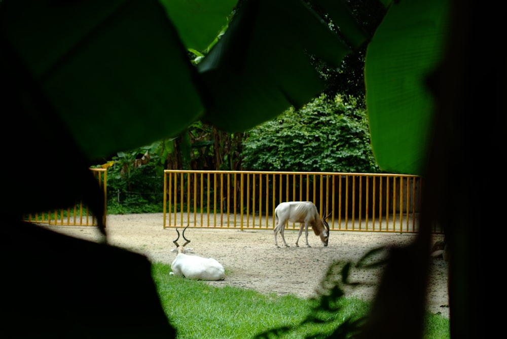 a couple of animals in a zoo exhibit