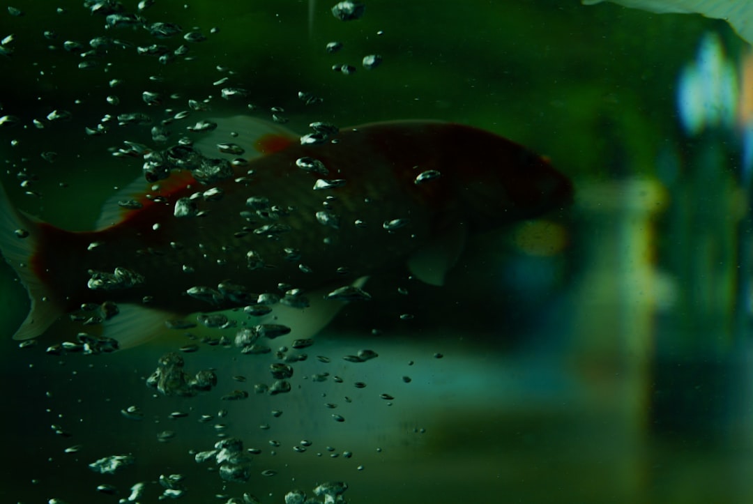 Cloudy aquarium water after maintenance