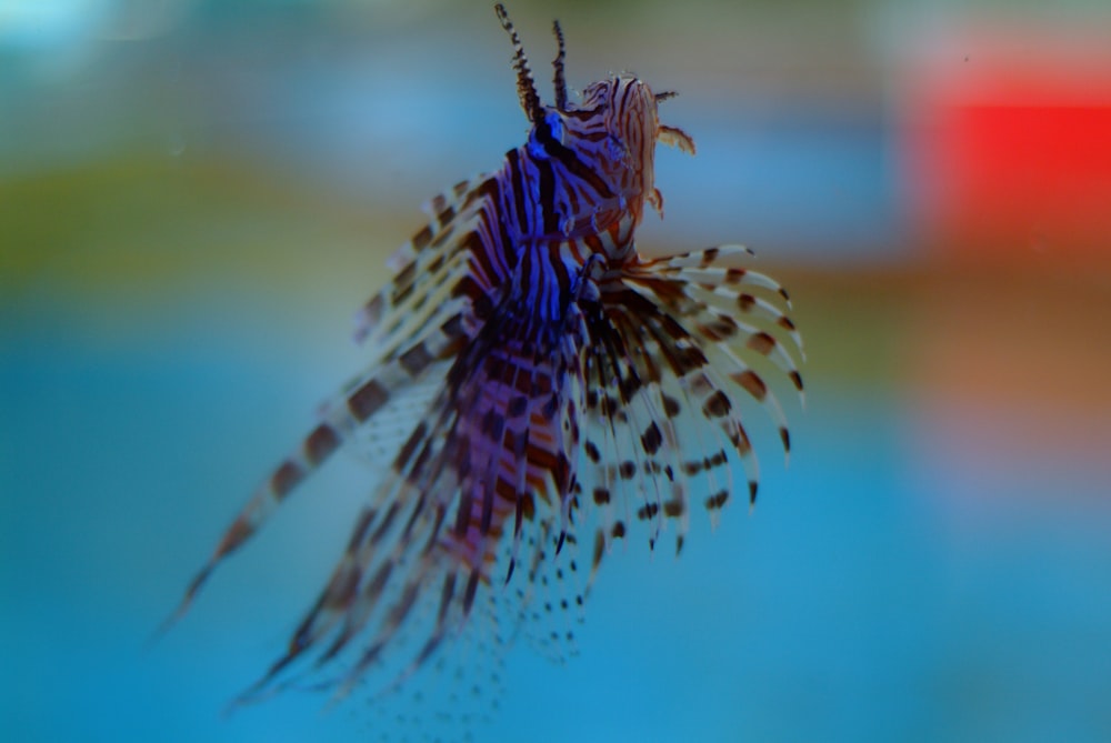 a butterfly on a leaf