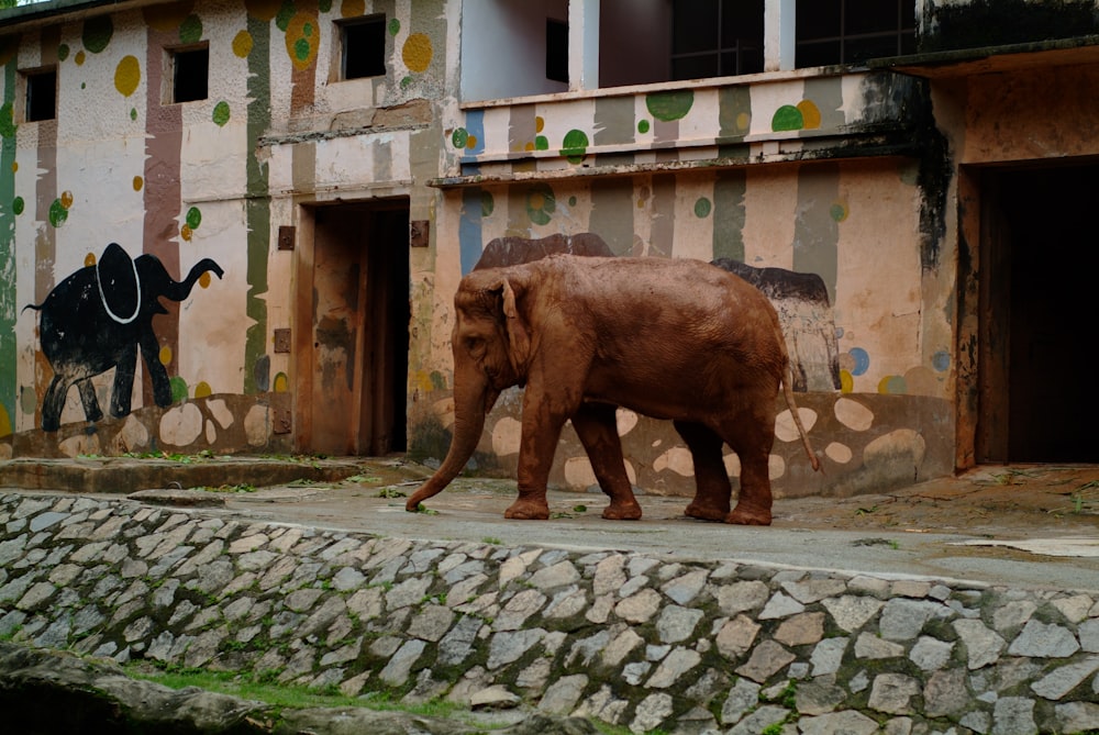 an elephant walking on a stone path