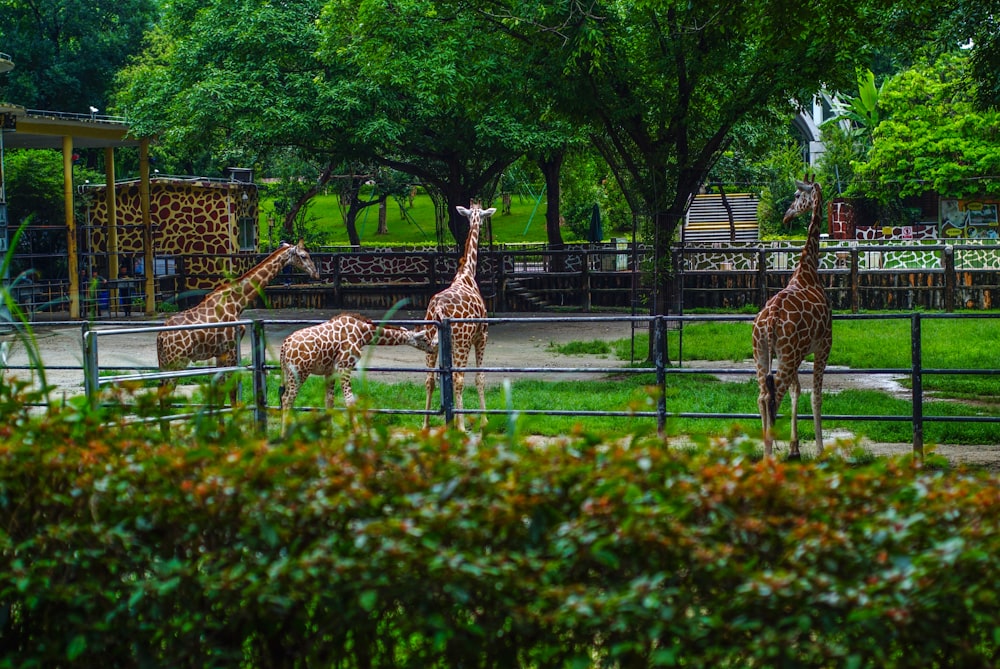 giraffes in an enclosure