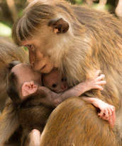 a monkey holding a baby monkey