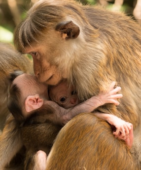 A tender scene where a monkey is embracing and nurturing its young. The mother monkey gently cradles two infants, providing warmth and comfort. The setting appears natural, surrounded by soft green foliage in the blurred background.