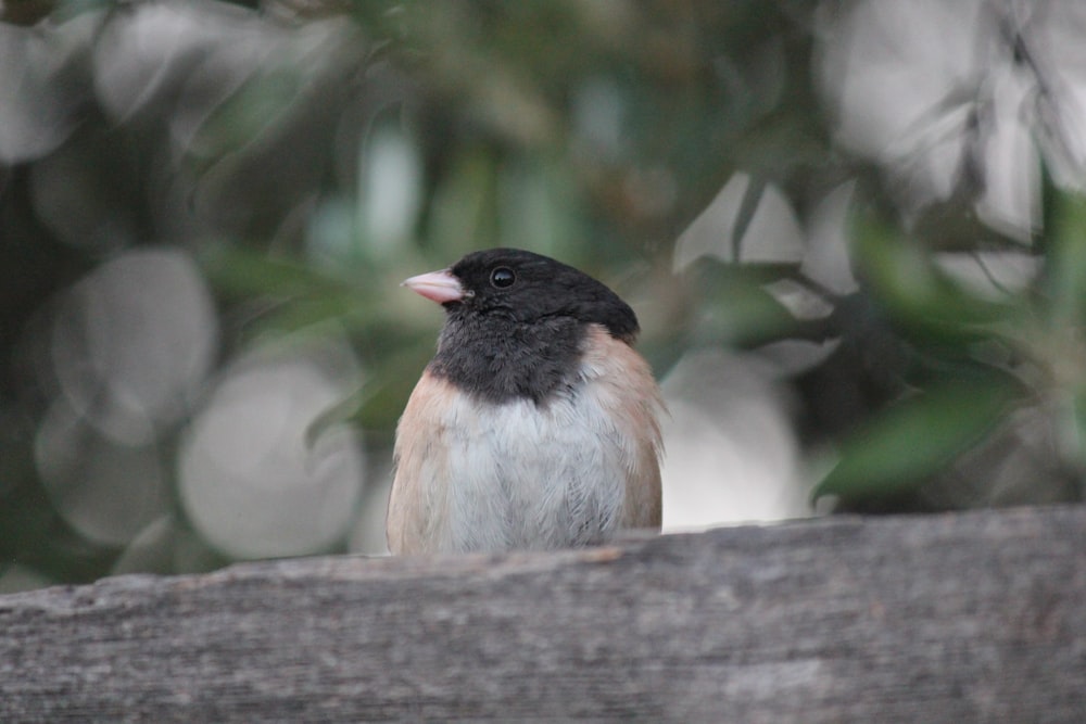 a small bird sits on a tree branch